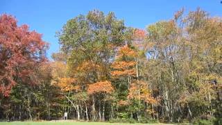 New Jersey Piney Power show Patches of Fall at Turkey Swamp Park
