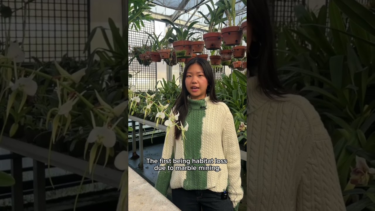 Whimsical (and Critically Endangered) Orchid