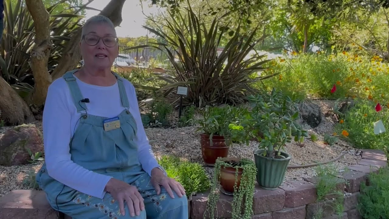 Introduction to Succulents: Part 1 What is a Succulent?