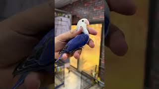 Violet /op/split /pf#lovebird #opalinemutation #birds #opaline
