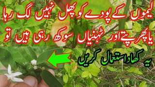 Lemon K Pudy Ki Thnian Or Ptty Sokhne Or Phhal Nah Lgne Ki Wajh Kea Hy Urdu, Hindi