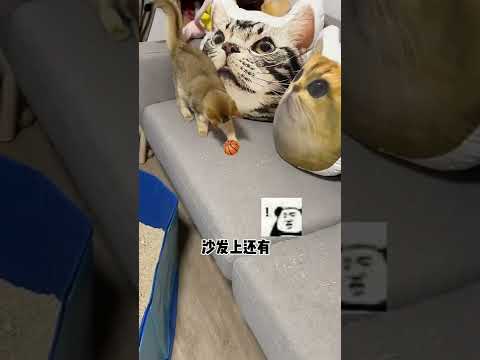 【牛奶是只猫】很想给小老三一个大鼻窦子！！！但是看她最后撒娇按摩……这谁受得了啊😭