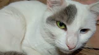 White male cat with two different eyes!#Shwon