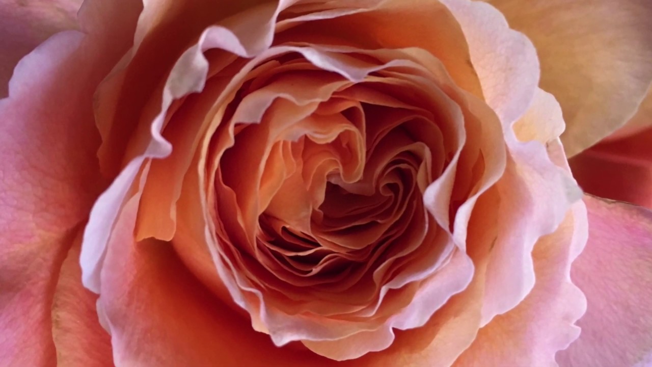 David Potter - Remember Your Spirit (Official Music Video)