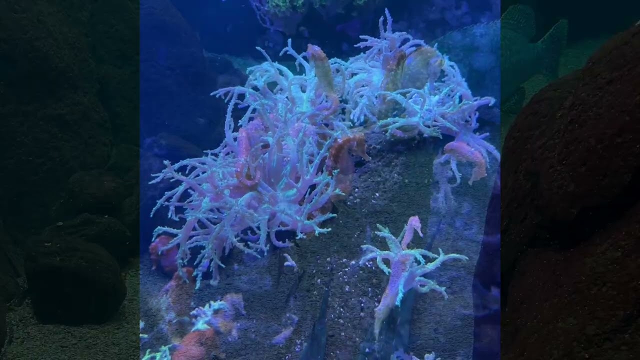 Waikīkī Aquarium O’ahu 2026 @Shortpaws1191