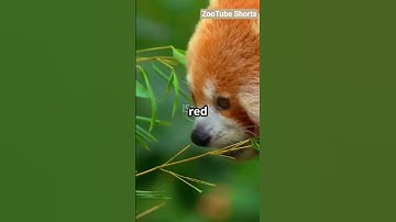 Why Are Red Pandas Not Actually Pandas? #redpanda #animals #wildlife #fyp #shorts #trending