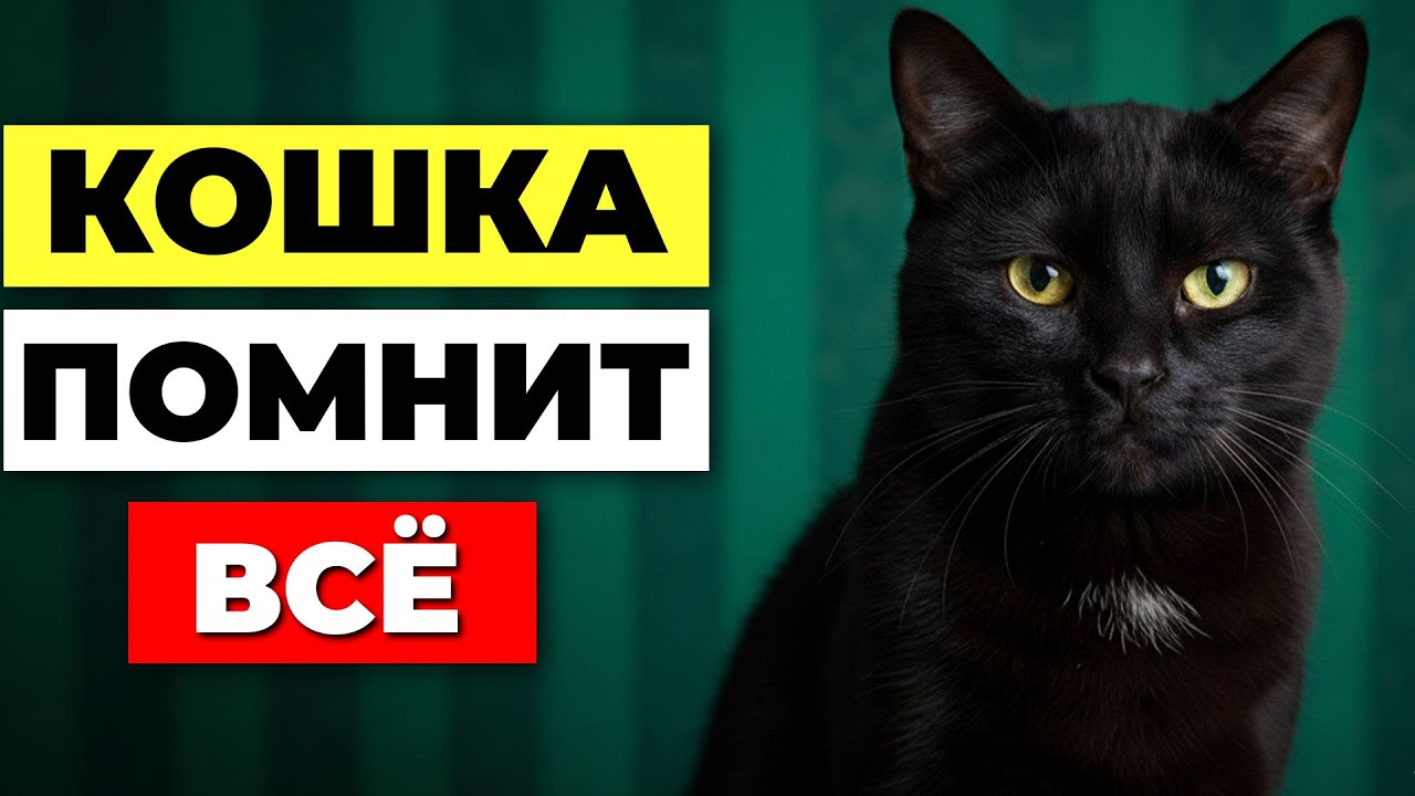 8 вещей, которые кошка ЗАПОМИНАЕТ о тебе навсегда