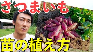 【自然農】簡単！不耕起で手間要らず！さつまいも苗の植え方