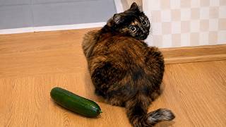 Cats Being Weird