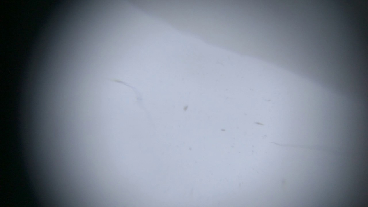 Water Drop Under DIY Microscope YouTube