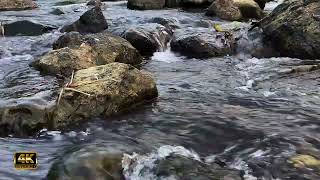 the sound of gurgling water with birds chirping for therapy  bird therapy to overcome stress #asmr