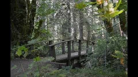 81 6 Open Focus Dissolving Pain