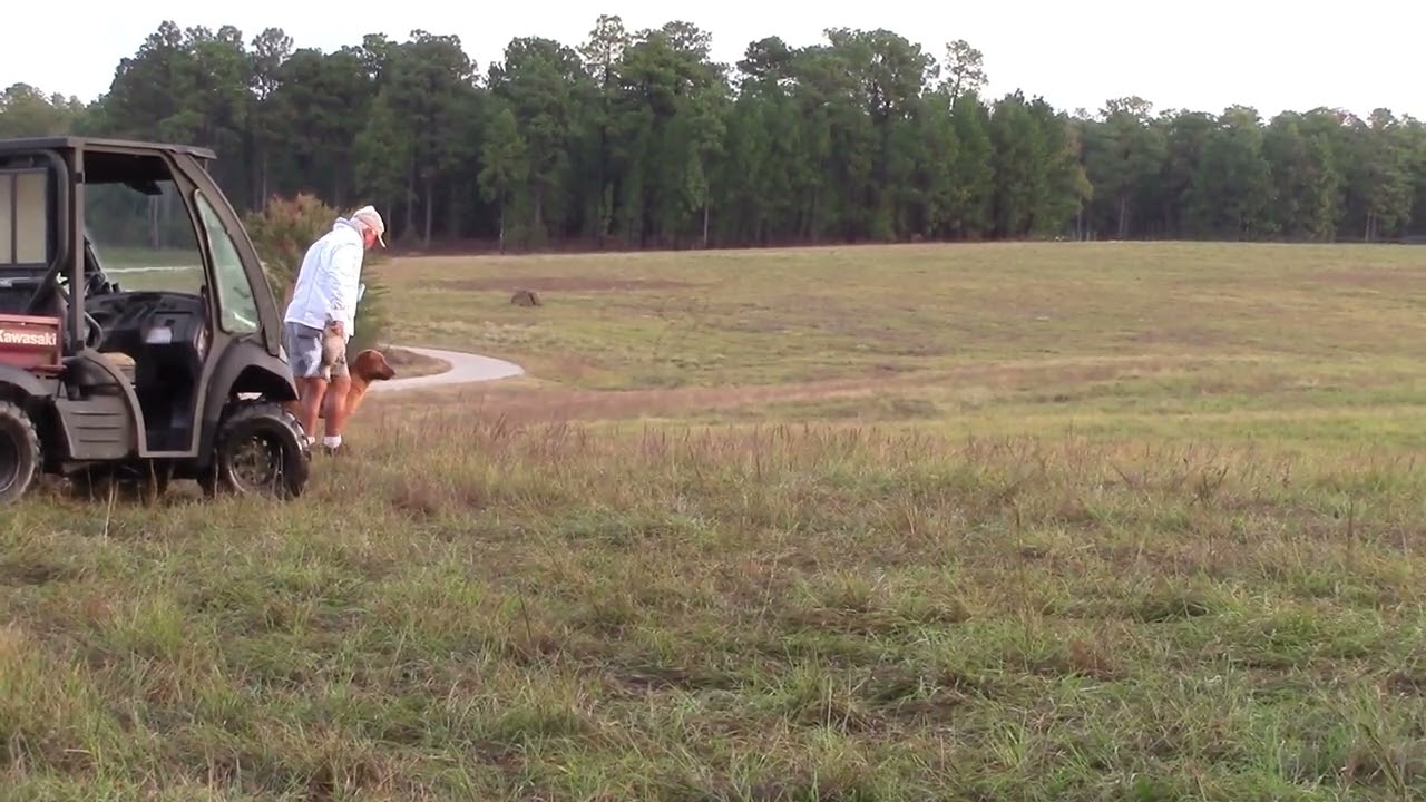 AKC Field Trial, PRC Fall Derby, Beast 1st Series