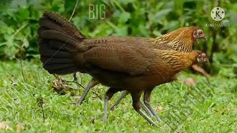 tiếng gà mái rừng rặc gọi trống