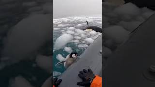 I Found A Lost Penguin And Then Things Got Crazy