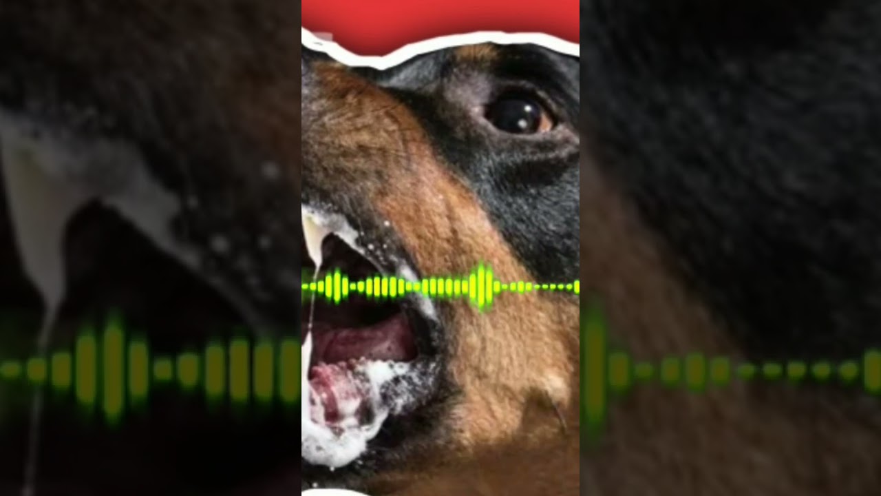 DOG BARKING LOUDLY ROTTWELLER | SOUND