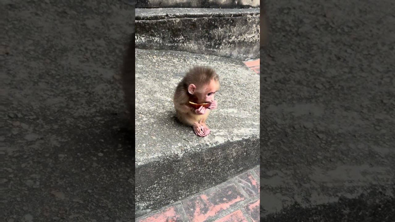 The playful dog is having fun playing with Kevin the monkey.