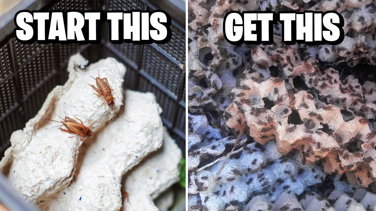 Как разводить сверчков!