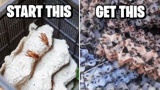 How to Breed Crickets!