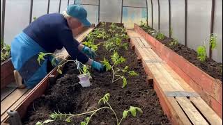 Высадили помидоры в теплицу / посадили георгины и гладиолусы 🌸🌸🌸