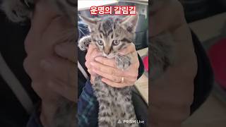 연탄 길냥이가 낳은 새끼고양이 두마리 입양갑니다  @견생고무신-c9c