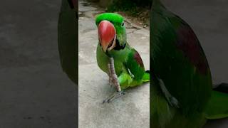 ABC sunao ??? bolnewalatota youtubeshorts parrotfunnyvideo greenparrot parrotcomedy kingparrot