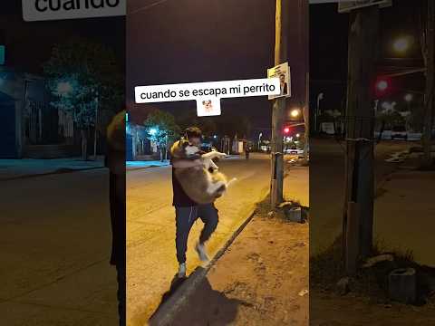 Lo mismo todas las noches! #universoincreible #perros #cachorros #dogshorts #humor #mascotas #pets