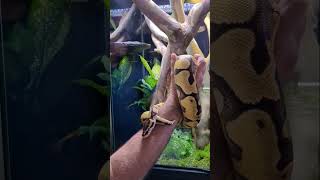 This snake is my best friend!