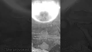 Because that makes sense right?#fattailgecko #whyaremen