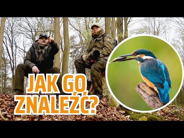 Polowanie na "Latający Klejnot". Wyprawa na Zimorodka – Fotografia od kuchni