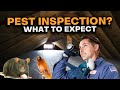 What Happens During A Pest Inspection?