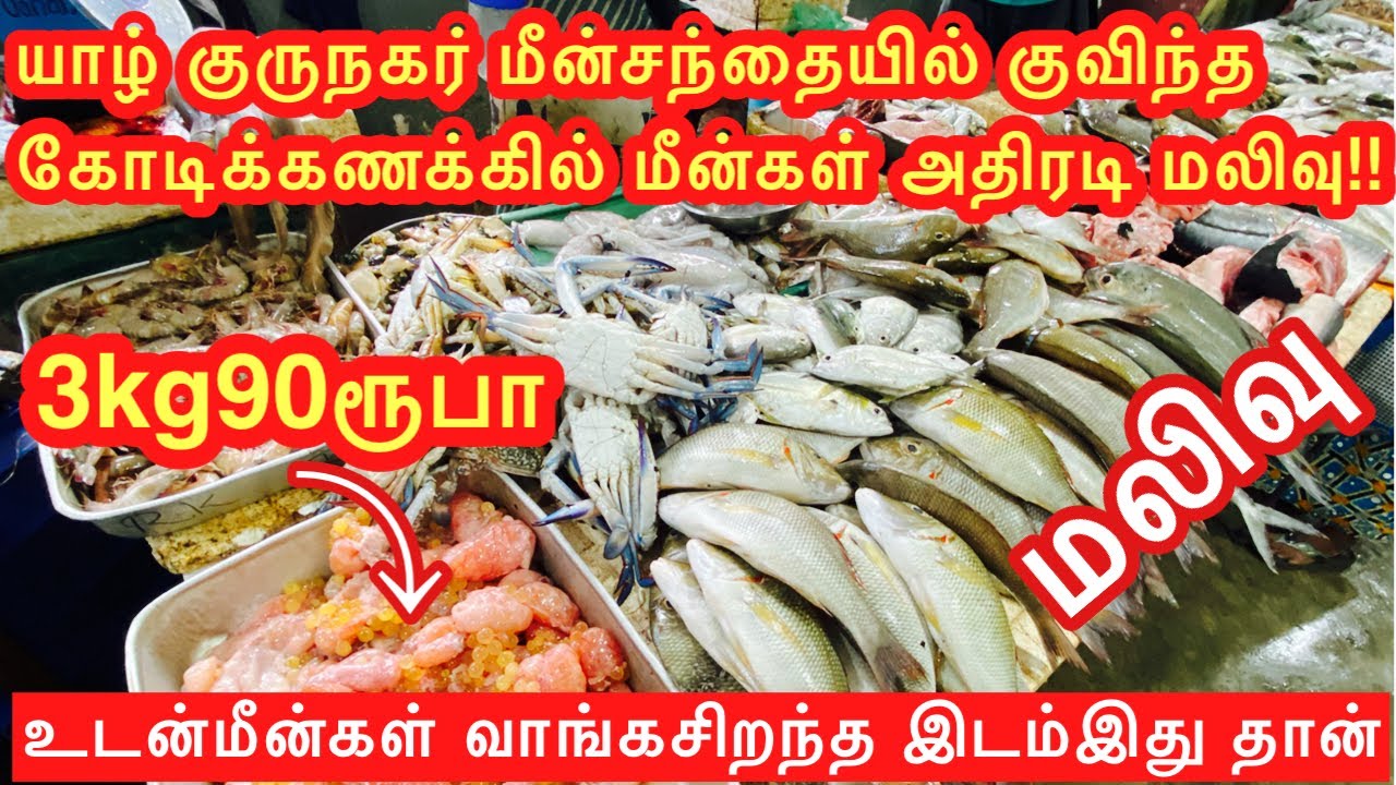 குருநகர் மீன்சந்தையில் சடுதியாகவிலை குறைந்தமீன்கள்#jaffna#fish#market#ksvlog#todaynews#viralvideo