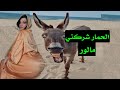 هادشي لي دارو الحمار عمرني نساه محدي حية