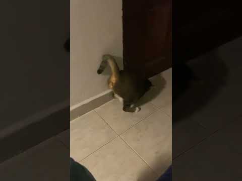 What Should I Do If I M Bitten By A Kitten Cute Pets Be Bitten By A Cat