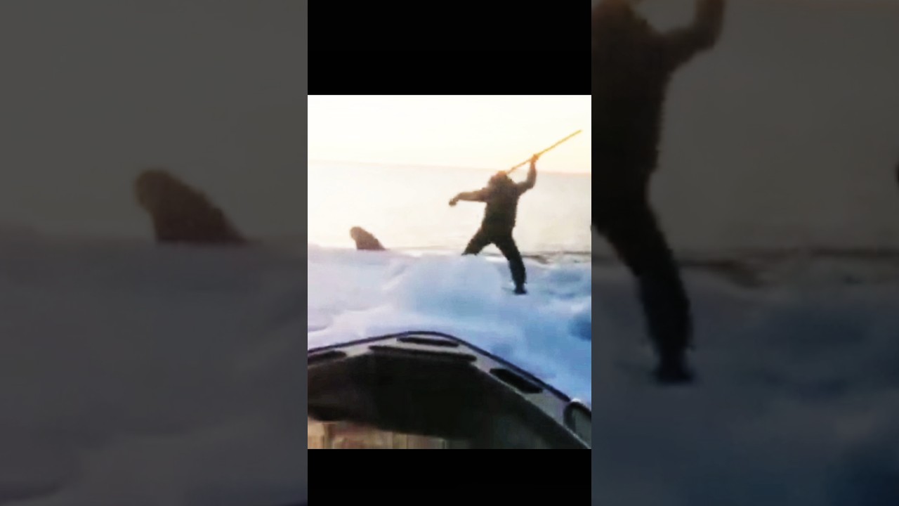 walrus hunt with spear 