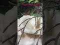 🍄 Sommerseitling – Pleurotus pulmonarius 🍄 August 2025