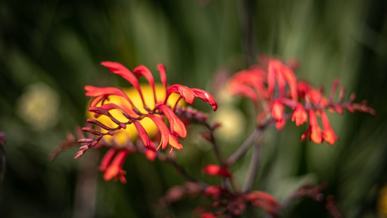 Pythouse Kitchen Garden, a portrait
