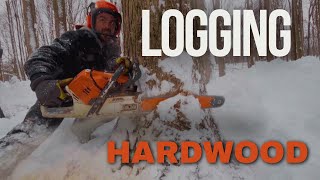 Logging with a chainsaw! 🪓 A day in the life of a logger!