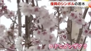 シリーズサクラ】3）豪雨復興のシンボル「まびふれあい公園」で強く
