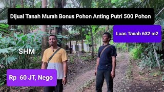 Beautiful Atmosphere, Affordable Land for Sale Full of Bonsai Plants