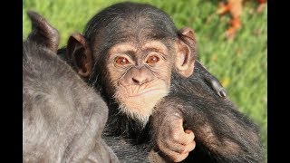Des nouvelles du bébé chimpanzé