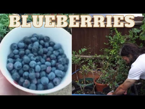 ვიდეო: Elizabeth Blueberry: ჯიშის აღწერა, მახასიათებლები. მოცვის დარგვა