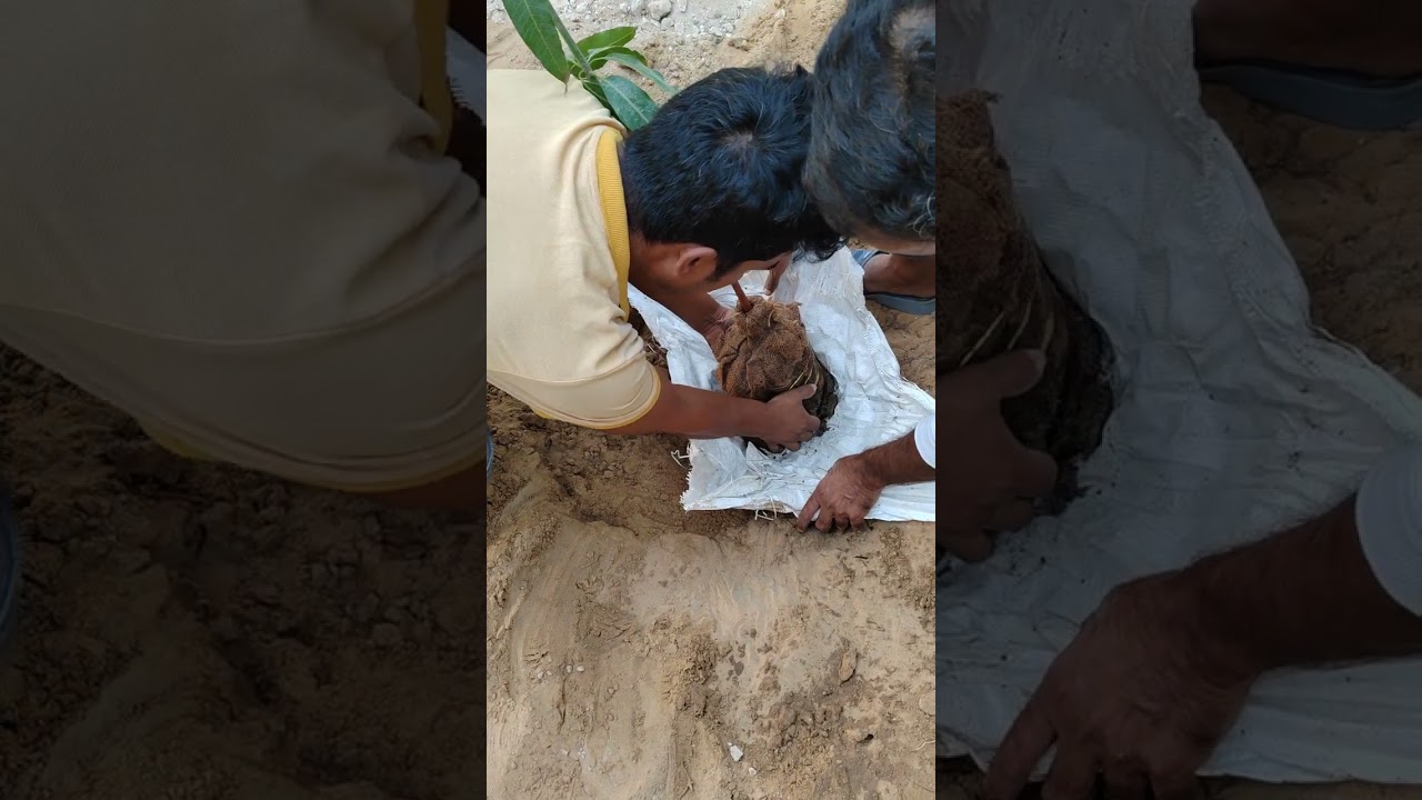 Planting mango seedling of type qirat and Vietnamese. 