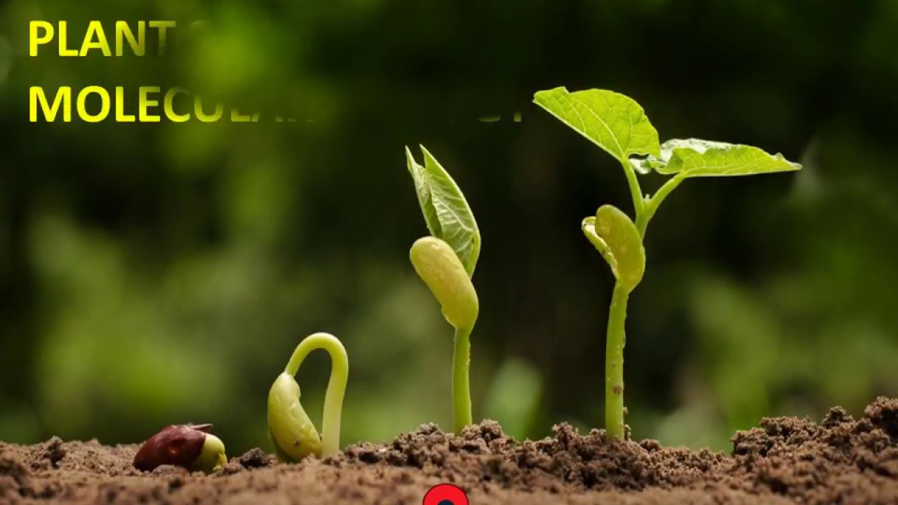 Plant Science Conference 2018 | Agri & Aqua Conferences