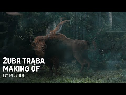 Żubr Trąba | Making of | Platige