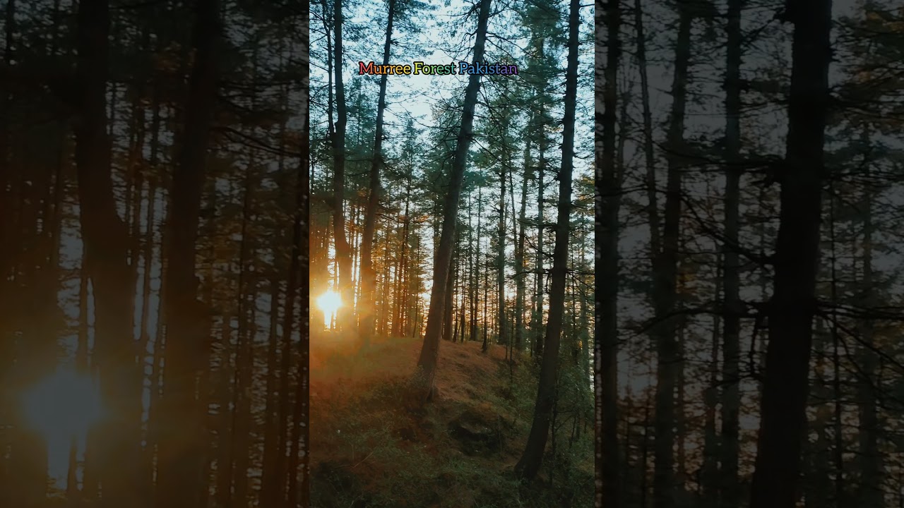 Murree Forest Pakistan | Tourism With Nadir