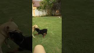 My 2 Month Old Rottweiler Pup Playing With My Chihuahua Mix