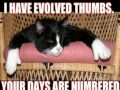 Very Funny Cats 85