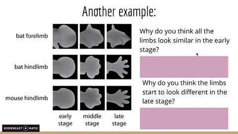 Embryology Directions