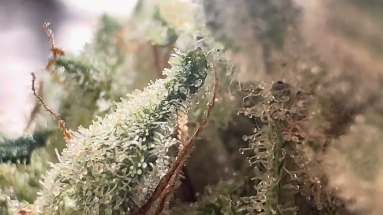 GORILLA GLUE BY DORSIA REVIEW